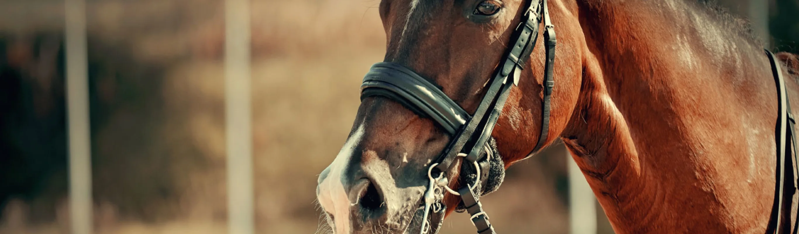 Close up of a horse's head with a bridle